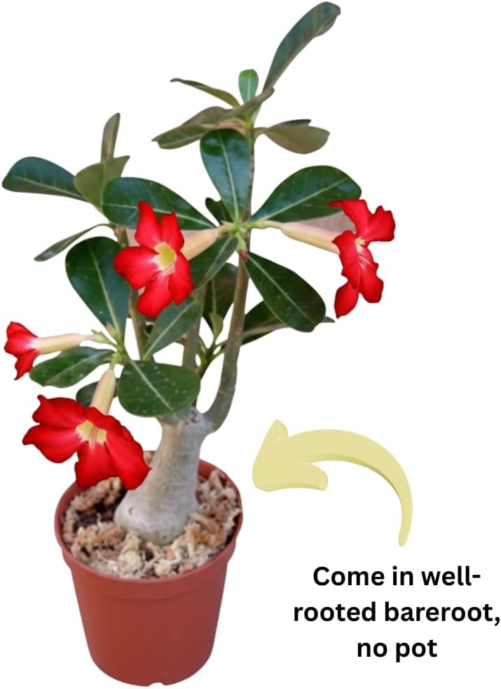 Red Desert Rose Plant Live, 4-7" Tall, Adenium Obesum Well-Rooted Succulent for Indoor Outdoor Displays