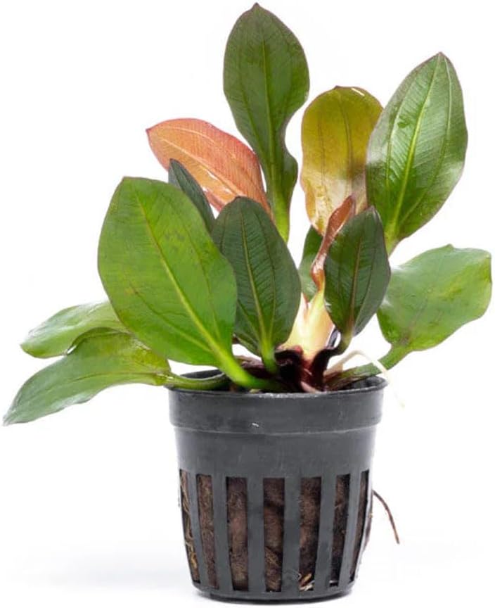 SubstrateSource Live Plants - Echinodorus ‘Red Phoenix’ (Echinodorus sp.) - Medium to High Light, Red Green, Midground to Background Placement, Freshwater Aquascaping Aquatic Plant - Pot