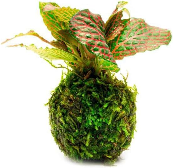 SubstrateSource Live Planted Decor - Nerve Plant (Fittonia albivenis) on Clay Moss Ball - Low to Medium Light, Dark Green Leaves with Veins Terrarium Plant, Emersed or Paludarium Placement - 1 Pack