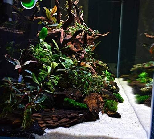 Anubias Nana Petite On Lava Rock 1" Live Aquarium Plant Perfect for Nano Betta Fish Tank