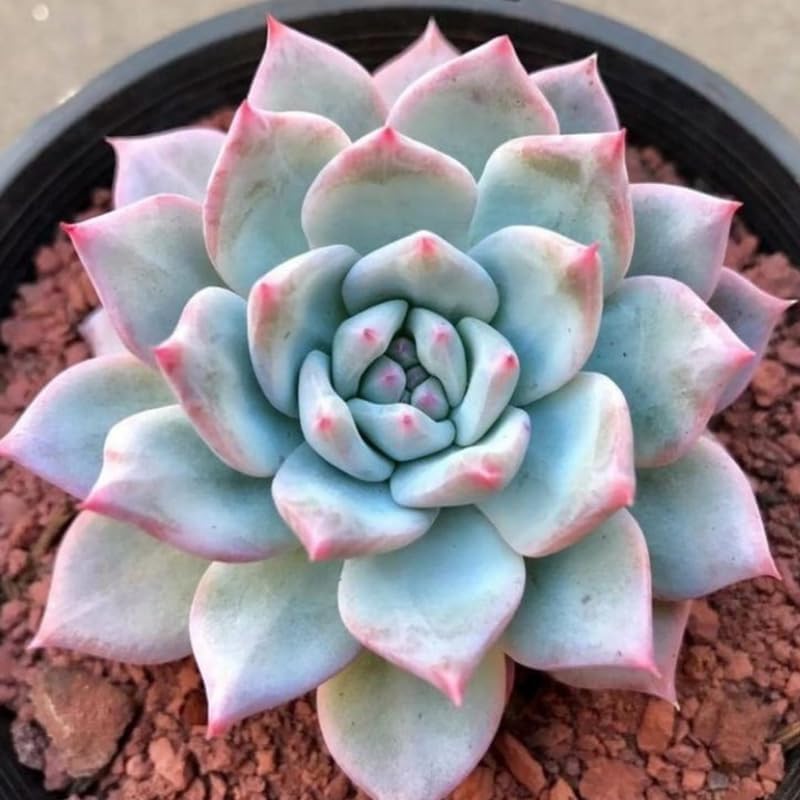Echeveria Succulents Live Plants for Planting, Live Echeveria Succulents, Live Echeveria Plant, Live Echeveria Succulents, Echeveria Blue Bird, 2.5 Inch Pot