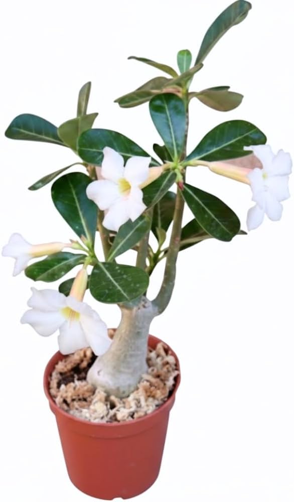 White Desert Rose Plant Live, 4-7" Tall, Adenium Obesum Well-Rooted Succulent for Indoor Outdoor Displays