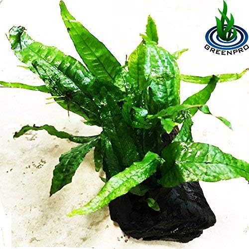 Greenpro Java Fern on Driftwood Live Aquarium Plants for Freshwater Fish Tank Water Plants Decorations