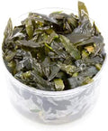 Ultum Nature Systems Cryptocoryne Wendtii Brown (Indonesian) Tissue Culture Live Plant for Aquarium, Freshwater Fish Tank, Aquascaping - 100% Snail Free in Vitro