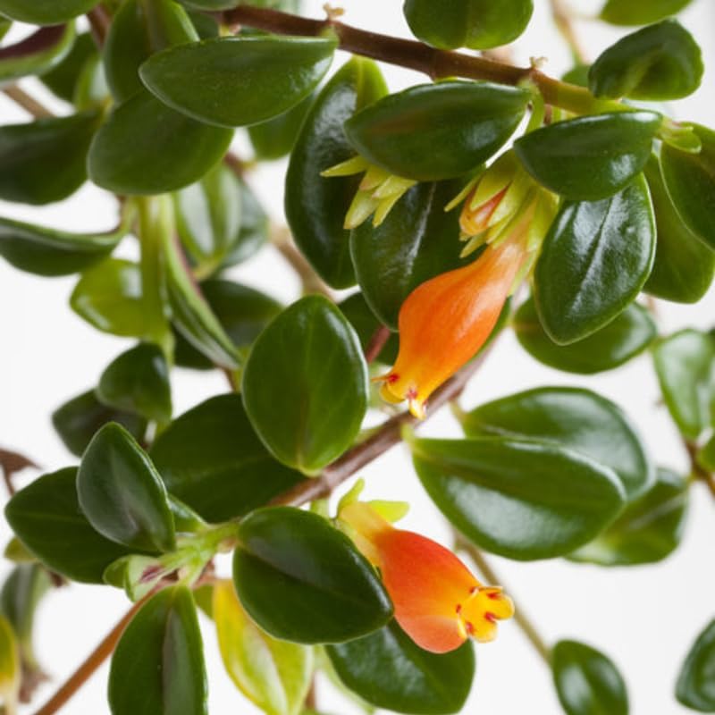 Goldenfish Plant Live for Planting in 4-Inch Pot | Vibrant Trailing Goldfish Tree with Orange Blooms | Perfect for Indoor Displays | Unique Gift for Plant Enthusiasts