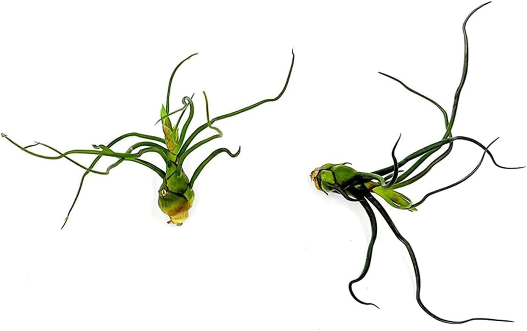 ragnaroc Air Plants - Flowering Tillandsia Bulbosa Guatemala, Large 3-5" - 2ct - Live Arrival Guaranteed - House Plants for Home Decor & Gift