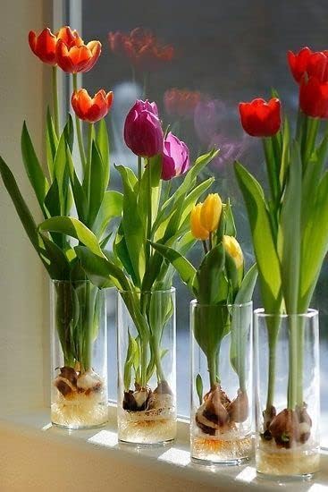 Pre-Chilled Tulip Bulbs for Forcing Indoors - Easy to Grow - Grow in Water or Dirt Indoors or Plant - Prechilled Indoor Bulbs (20 Bulbs)