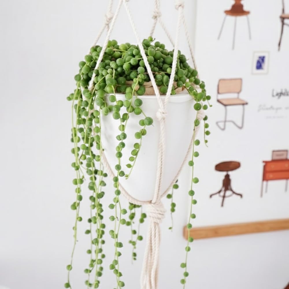 String of Pearls Live Plant, String of Pearls Succulents Live Plant, Trailing Succulent House Plant, 4-7 inches Tall in 4" Pot for Planting