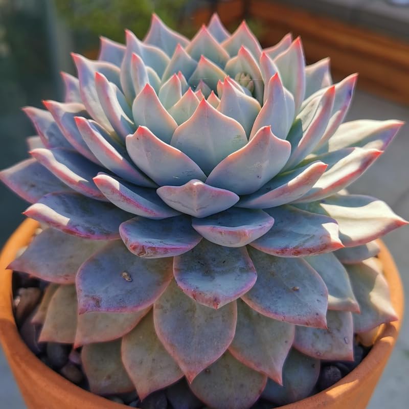 Echeveria Succulents Live Plants for Planting, Live Echeveria Succulents, Live Echeveria Plant, Live Echeveria Succulents, Echeveria Blue Bird, 2.5 Inch Pot