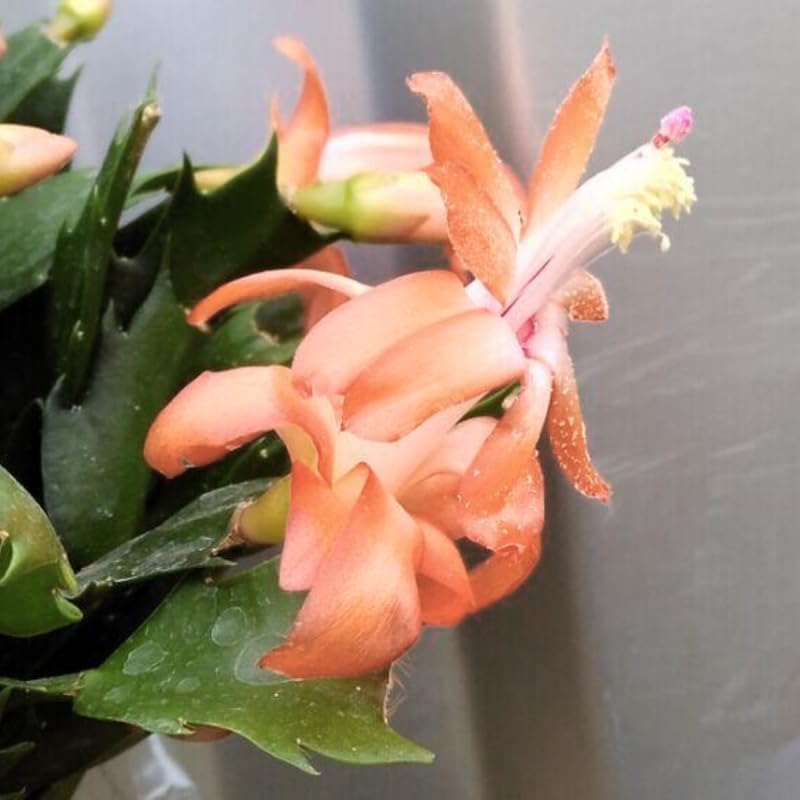 2 Salmon Christmas Cactus Plants Live, True Thanksgiving Cactus Live Size 6-9" Inches Tall, Ready to Blooms, Holiday Houseplant, Cold Hardy, Bloom in Winter