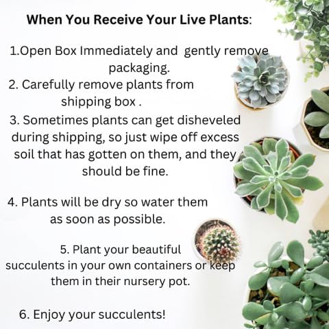 Live Trailing Mystery Succulent | Well Rooted Real Hanging Succulents Planted in 2 inch Pots | Assorted Small Starter Plants for DIY, Home Outdoor/Indoor Wedding or Birthday Gift (16 Pack)