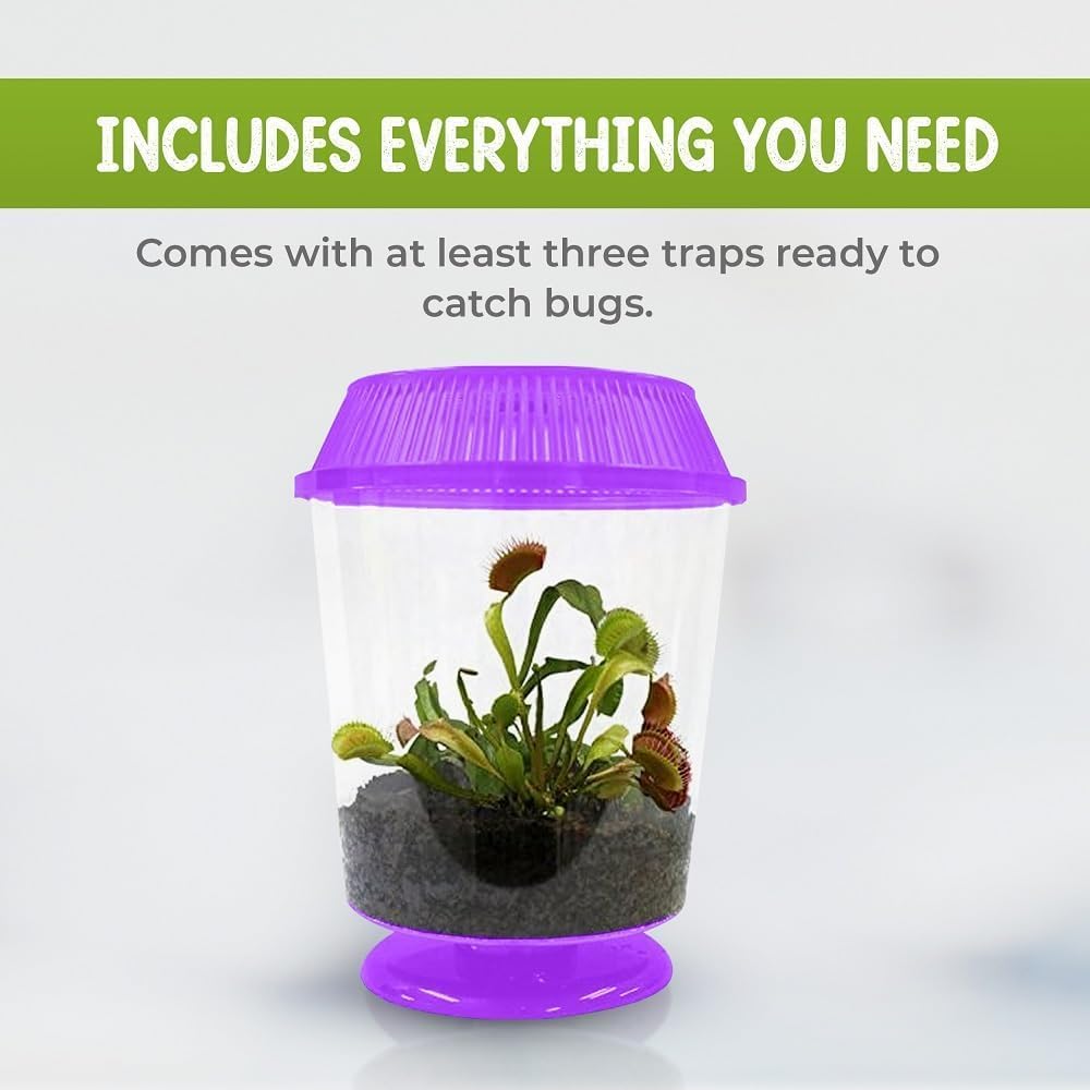 Venus Fly Trap Live Plant with 4.5" Purple Terrarium + Carnivorous Plants Food Bundle with Feeding Tweezers - Carnivorous Plant Soil and Live Venus Flytrap