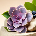 Echeveria Succulents Live Plants for Planting, Live Echeveria Succulents, Live Echeveria Plant, Live Echeveria Succulents, Echeveria Purple 2 Inch