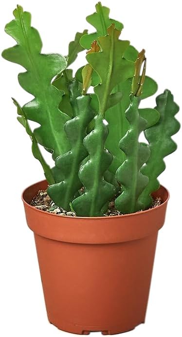 Epiphyllum RIC Rac Cactus Live Plant for Indoor | Different Houseplants in 4'' & 6'' Pot | Real House Plant for Living Room, Office, Desk & Bathroom | Zig Zag | Fishbone