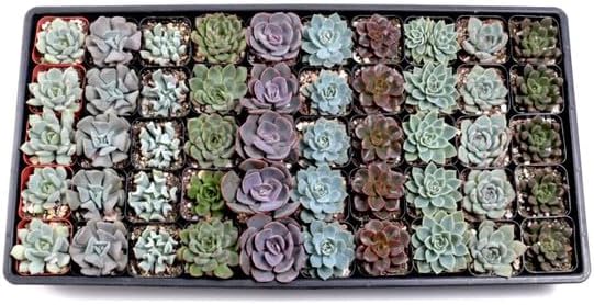 Mountain Crest Gardens Echeveria Succulent Bulk Pack - 50 Live Rosette Plants, 5 Each of 10 Varieties, Rooted in 2 Inch Pots - Succulents for Arrangements, Decor & DIY Projects