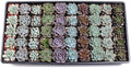Mountain Crest Gardens Echeveria Succulent Bulk Pack - 50 Live Rosette Plants, 5 Each of 10 Varieties, Rooted in 2 Inch Pots - Succulents for Arrangements, Decor & DIY Projects
