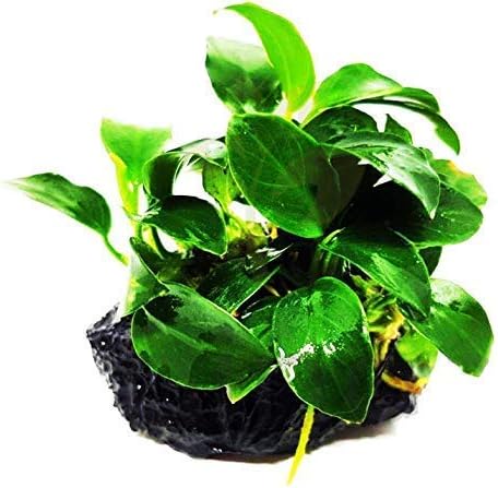 Anubias Nana Petite On Lava Rock 1" Live Aquarium Plant Perfect for Nano Betta Fish Tank
