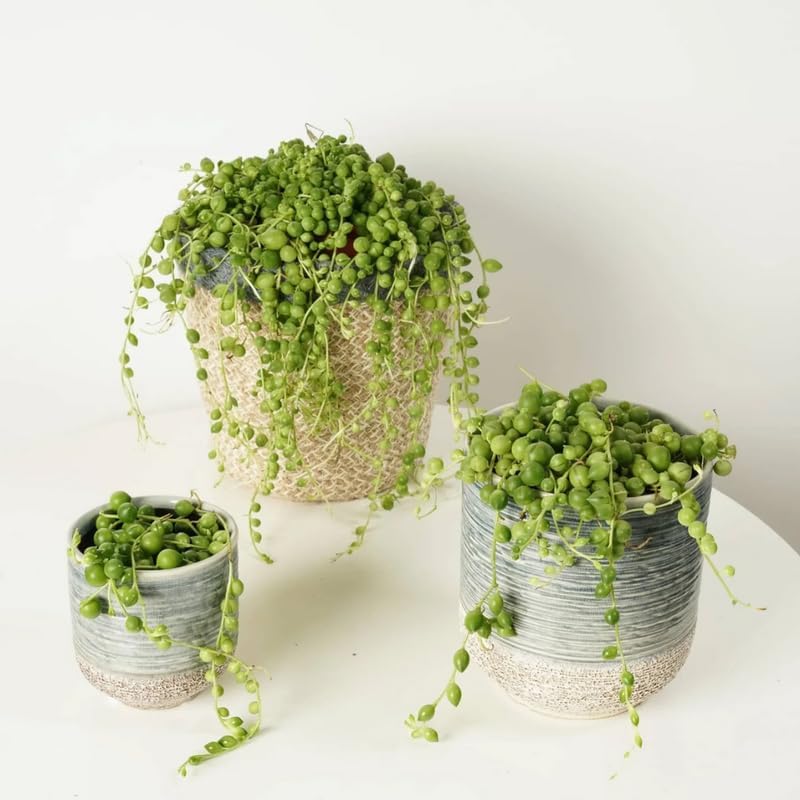 String of Pearls Plant Live, Rare Succulent Trailing Vine in Pot, Indoor Houseplant