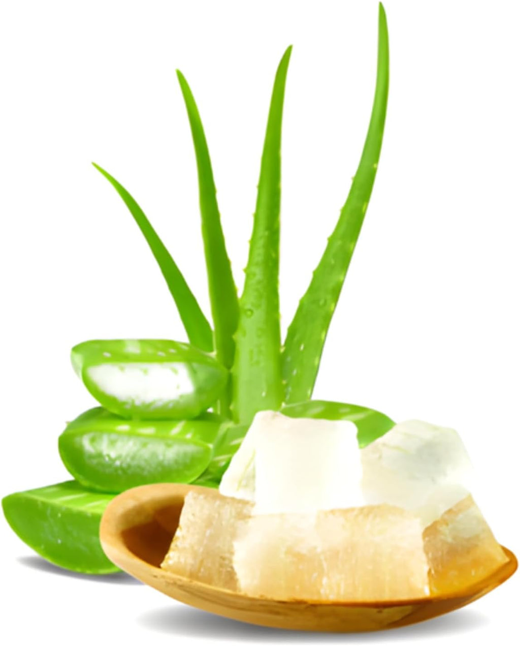 Live Aloe Plant for Planting | Aloe Vera Chinensis Plant in Size 2 Pot | Suitable for Home Garden, Office, and Outdoor Beds | Fully Rooted Houseplant for Indoor Décor, Easy Care & Gift Giving