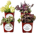 Live Trailing Mystery Succulent | Well Rooted Real Hanging Succulents Planted in 2 inch Pots | Assorted Small Starter Plants for DIY, Home Outdoor/Indoor Wedding or Birthday Gift (4 Pack)