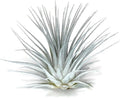 Rainbow Tillandsia Air Plant, Tillandsia Air Plant, Airplant, Air Purification, House Plant, Home Decor & Gift, Live Plant, Healthy Arrival Guarantee (White/Silver)