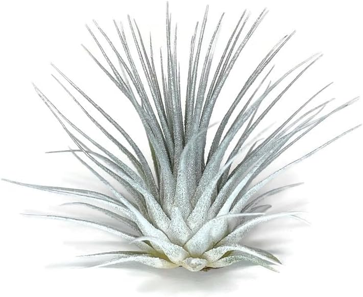 Rainbow Tillandsia Air Plant, Tillandsia Air Plant, Airplant, Air Purification, House Plant, Home Decor & Gift, Live Plant, Healthy Arrival Guarantee (White/Silver)