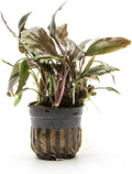 SubstrateSource Live Plants - Cryptocoryne Wendtii 'Florida Sunset' (Cryptocoryne wendtii) - Medium to High Light, Pink-White Accent for Midground Freshwater Aquarium Aquascaping - Pot