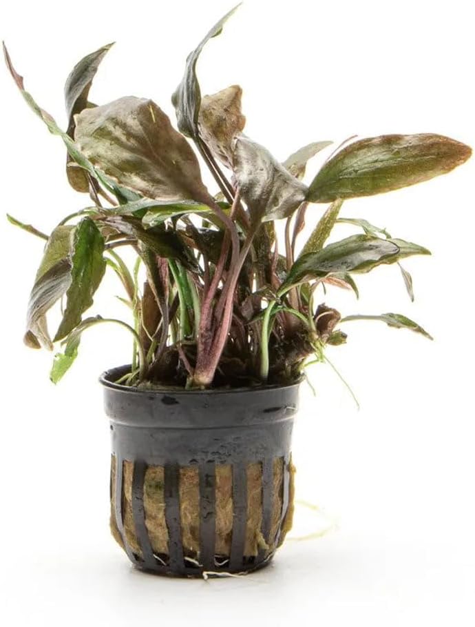 SubstrateSource Live Plants - Cryptocoryne Wendtii 'Florida Sunset' (Cryptocoryne wendtii) - Medium to High Light, Pink-White Accent for Midground Freshwater Aquarium Aquascaping - Pot