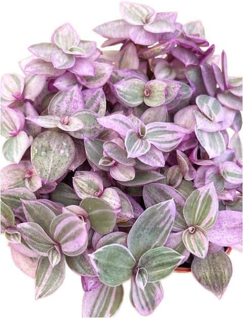 Succulents Plants Live 2" Callisia Repens Pink Lady, Live Mini Succulent Plants, Easy Care House Plants Rooted in Succulent Soil Mix, by The Succulent Cult