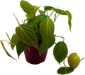 BubbleBlooms Philodendron Micans Hederaceum in a 4 inch Pot Heart-Leaf Philo, Sweetheart Plant