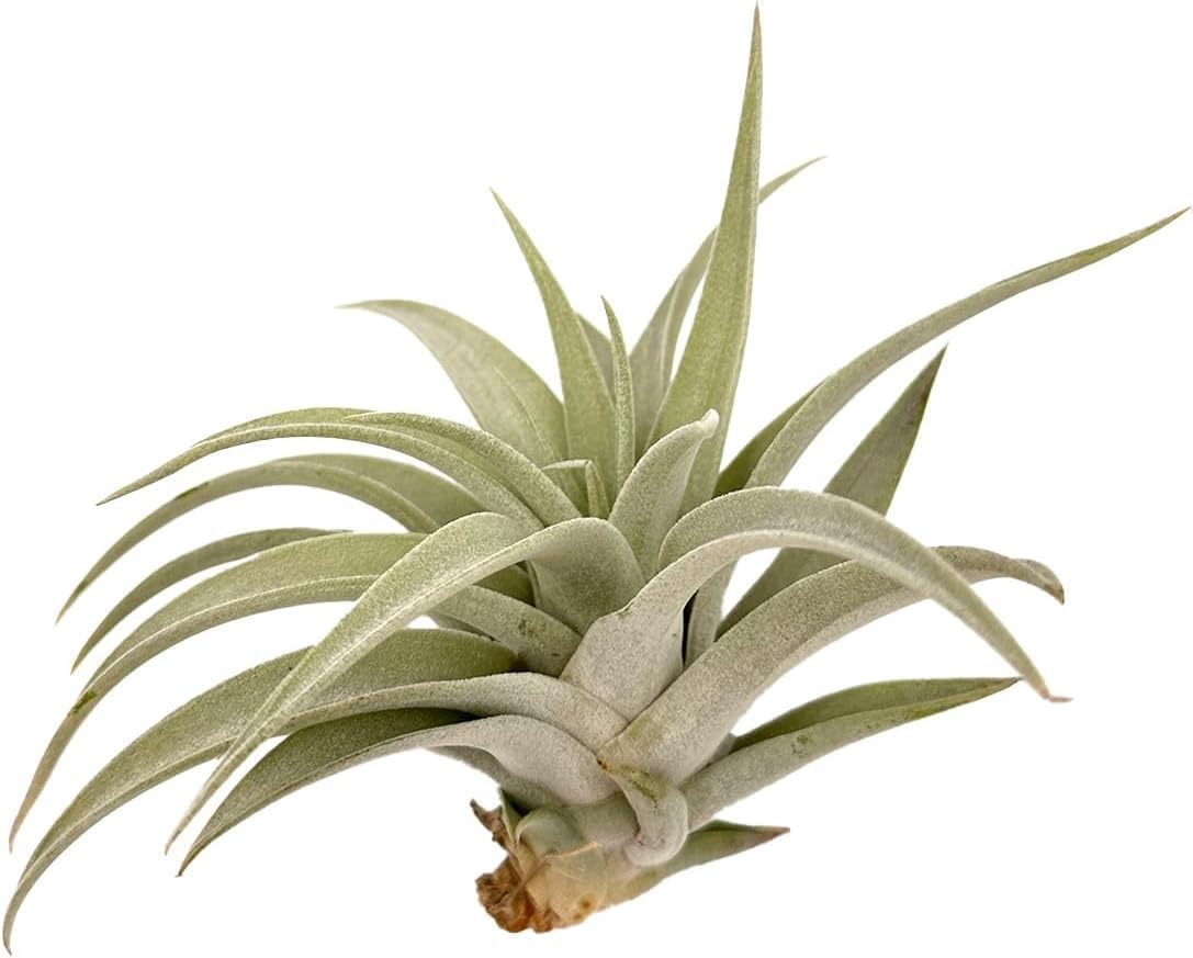 ragnaroc Air Plants - Flowering Tillandsia Harrisii, Large 3-5" - 3ct - Live Arrival Guaranteed - House Plants for Home Decor & Gift