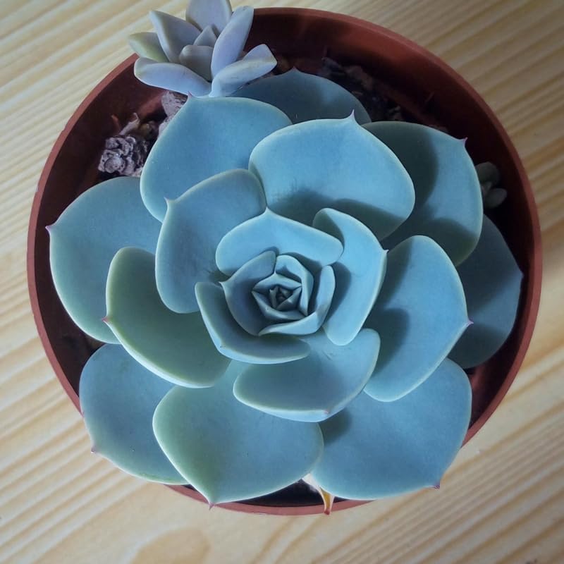 Echeveria Succulents Live Plants for Planting, Live Echeveria Succulents, Live Echeveria Plant, Live Echeveria Succulents, Blue Desert Rose Echeveria, 2.5 Inch Pot