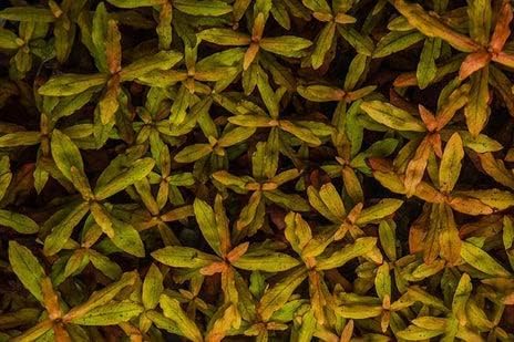 SubstrateSource Live Aquarium Red Stem Plants - Freshwater Aquatic Plant for Fish Tanks, Aquascaping - (Cabomba Piauhyensis Red, 4 Bunches)
