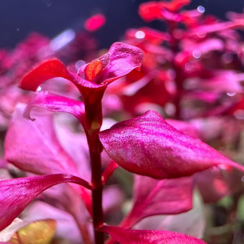 Super Red Ludwigia Aquarium Plants Live, 1 Bundle Ludwigia Aquatic Plants, No Root, 5 to 7 Stems, Live Aquarium Plants, Freshwater Aquarium for Planting