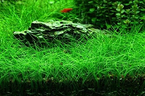 Dwarf Hairgrass - Eleocharis acicularis - in-vitro – Live Aquarium Plant