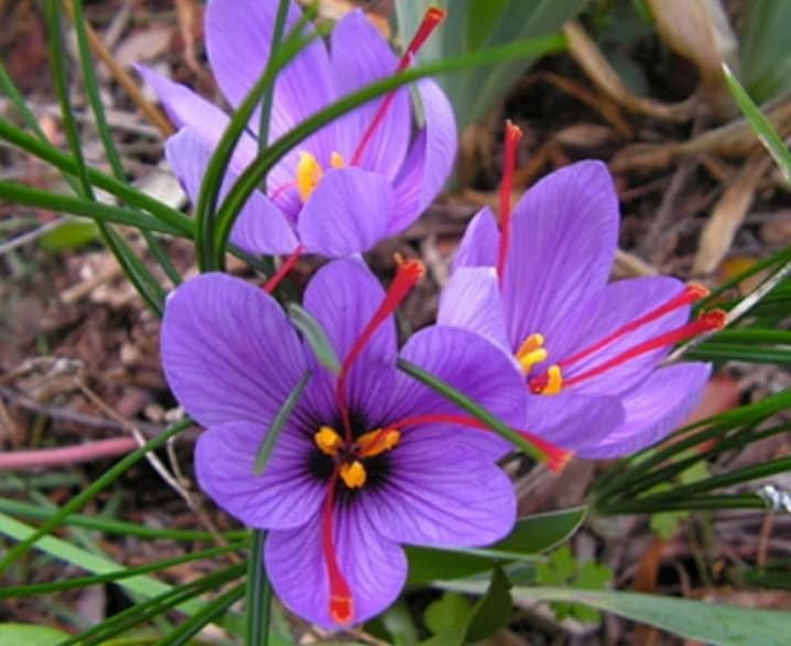 Rare Saffron Spice Crocus Bulbs - 10 Healthy Bulbs to Grow - Grow Saffron Spice - Very Rare