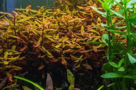 SubstrateSource Live Aquarium Red Stem Plants - Freshwater Aquatic Plant for Fish Tanks, Aquascaping - (Cabomba Piauhyensis Red, 4 Bunches)