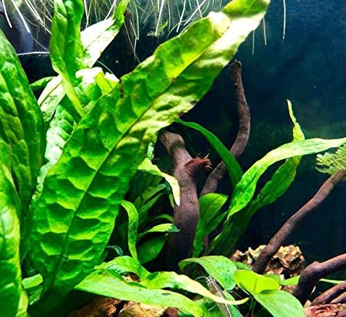 Greenpro (10+ Leaves) Microsorum Pteropus Java Fern Live Aquarium Plant Tall Bunch Aquatic Fish Tank Decoration