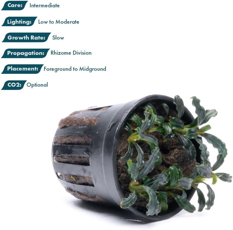 SubstrateSource Live Plants – Bucephalandra Brownie Adinda (Bucephalandra sp. 'Brownie Adinda') – Low to Medium Light, Dark Green w/Red Iridescence Color, Foreground to Midground – Pot, 1 Pack