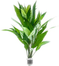 SubstrateSource Live Plant - Nomaphila Stricta - Easy Care, Moderate to High Light, Green Accent, Freshwater Aquatic Plant for Aquascaping - Lead Bunch