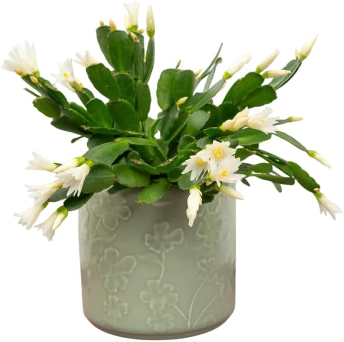 Assorted Easter Cactus Plant Assorted Spring Cactus Rhipsalidopsis Flowers Plant, Holiday Cactus Live Plant 4-6 Inch Tall