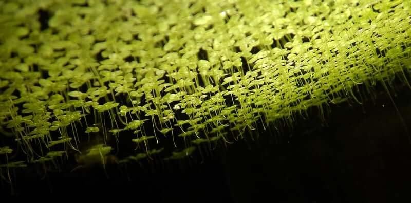 Duckweed (Lemna Minor) - 1200 Plants - Small Disabled Veteran Owned Company - South Shore Retail - Live Aquarium + Pond Plants