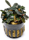 SubstrateSource Live Plants - Bucephalandra Kedagang Round Mini (Bucephalandra sp. 'Kedagang Round Mini') - Low to Medium Light, Dark Green Rounded Leaves, Foreground to Midground - Pot - 1 Pack