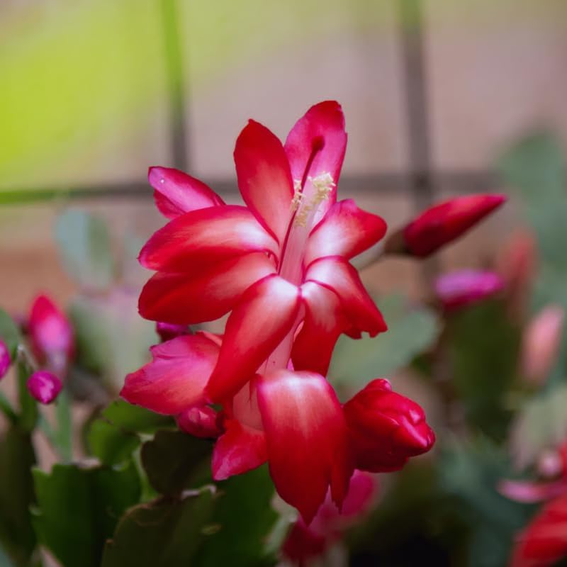 2 Red Christmas Cactus Plants Live, True Thanksgiving Cactus Live Size 6-9" Inches Tall, Ready to Blooms, Holiday Houseplant, Cold Hardy, Bloom in Winter