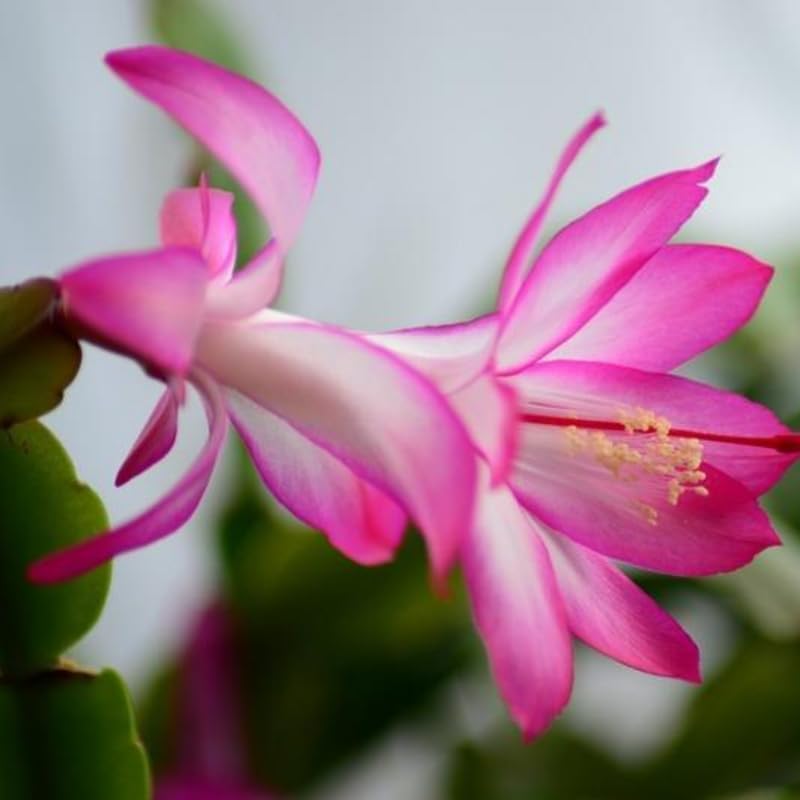 Christmas Cactus Plants Live, Thanksgiving Cactus Easter Cactus Like, 4-8 Inc Tall, Cold Hardy, Holiday Cactus for Indoor Outdoor Planting, Starter Size (Pink)