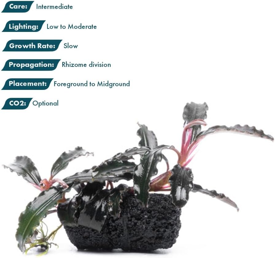 SubstrateSource Live Planted Decor - Bucephalandra Godzilla (Bucephalandra sp.) on Lava Stone (Framed) - Dark Green Leaves with Ruffled Edges Aquatic Plant, Low to Medium Light for Aquascaping, 1 Pack