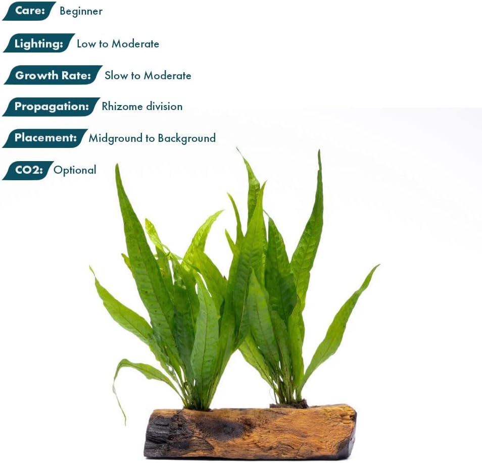 SubstrateSource Live Aquarium Plants on Driftwood, Lava Rock, Moss Mat - Freshwater Fish Tank Plants (Java Fern, Driftwood (Medium))