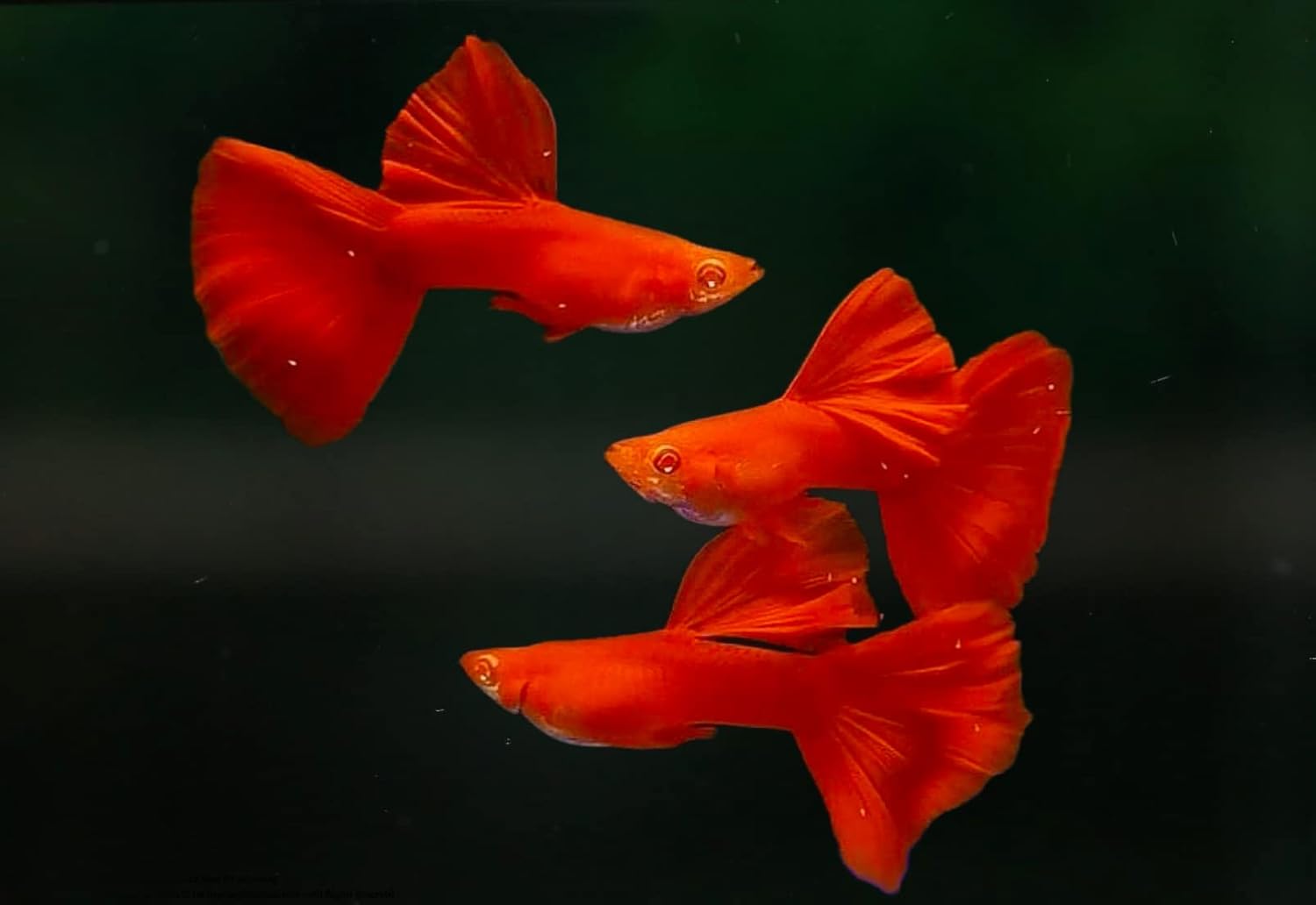 D&A Tropical Full RED Guppy - Abino Live Fish (1 Male, 2 Females) for Freshwater Aquariums
