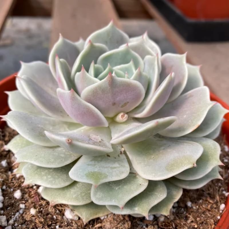 Echeveria Succulents Live Plants for Planting, Live Echeveria Succulents, Live Echeveria Plant, Live Echeveria Succulents, Echeveria Succulents 4 Inch