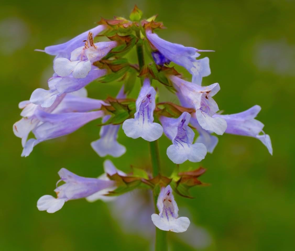 Lyreleaf Sage Plant – Native Wildflower with Purple Spikes and Unique Foliage - Seedling to Grow in Your Own Garden (2 Seedlings)